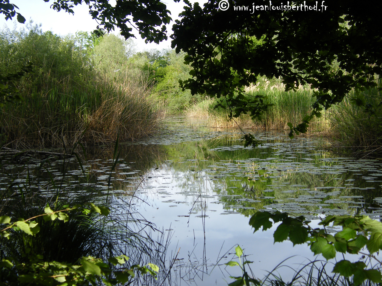 The Pond of Crosagny7